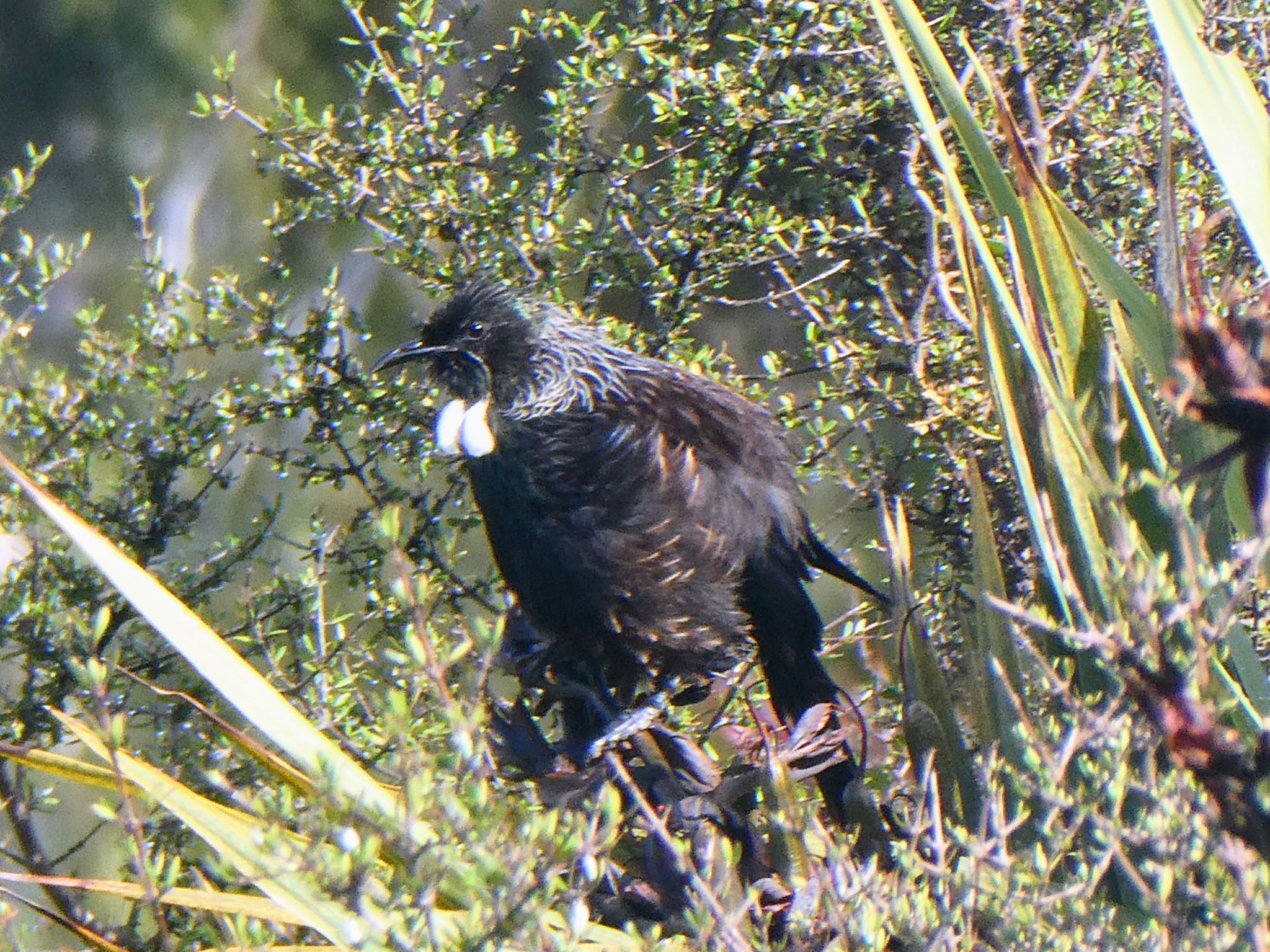 Te Anau, New Zealand エリマキミツスイの写真 by Maki