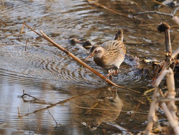 Mon, 1/9/2023 Birding report at 北嵯峨(京都市右京区)