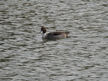 2023年1月9日(月) 奈良市水上池の野鳥観察記録