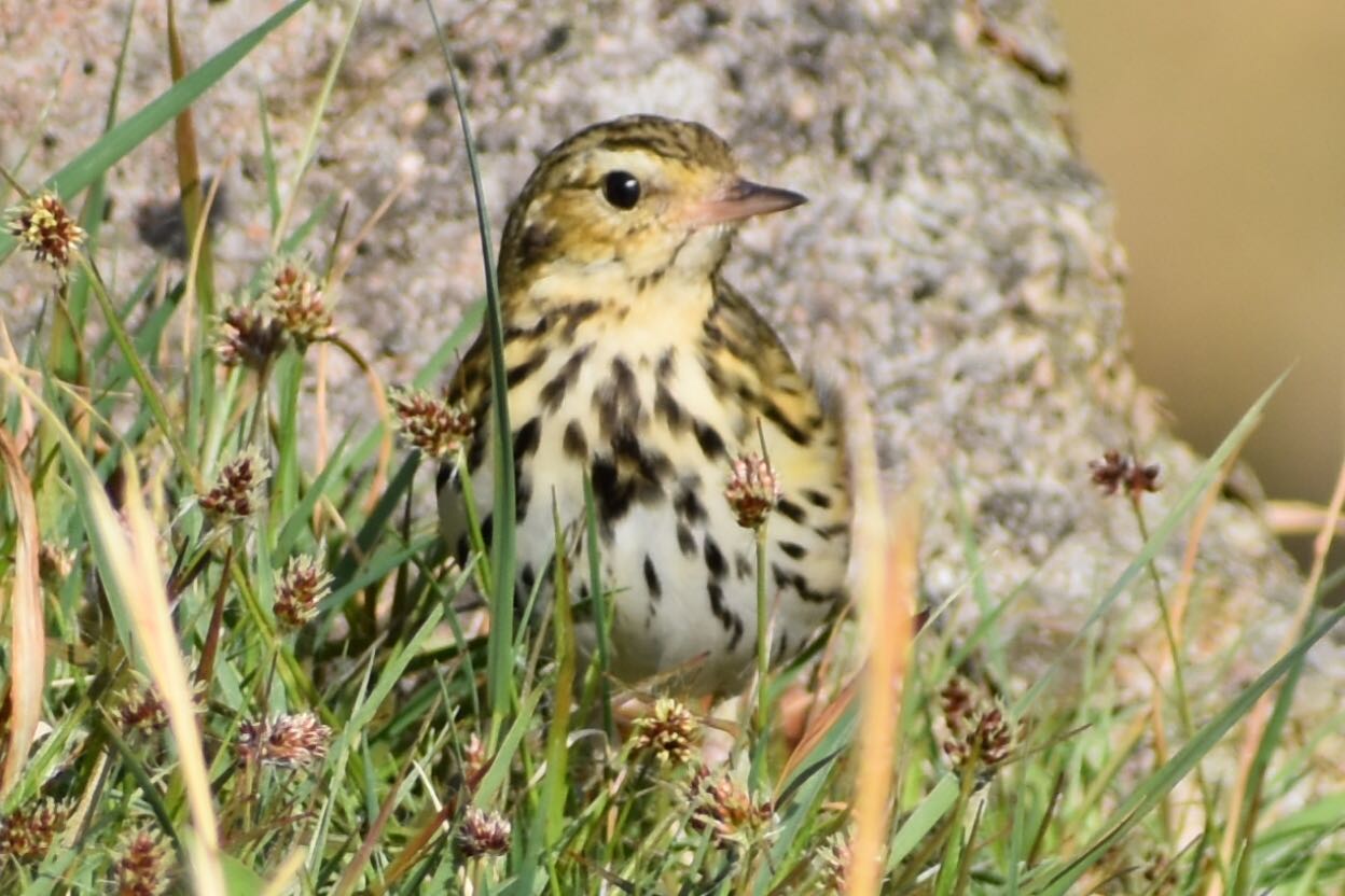 この野鳥の種類を教えてください！ by 安田誠