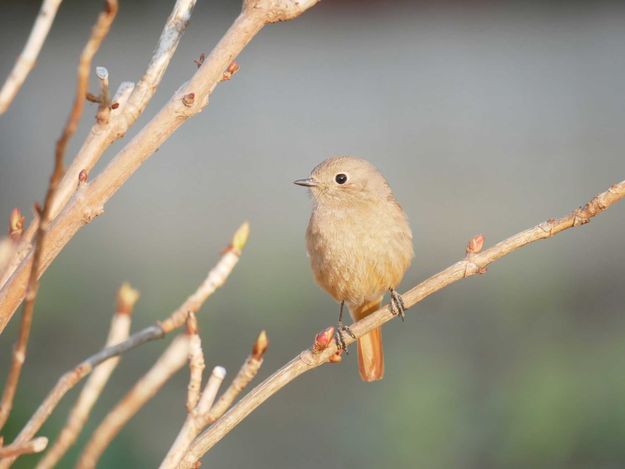 Daurian Redstart