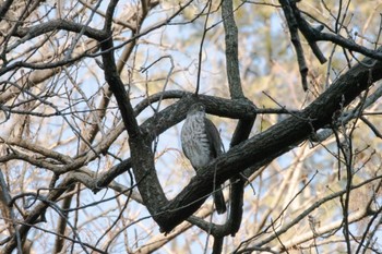 Japanese Sparrowhawk Shakujii Park Mon, 1/9/2023