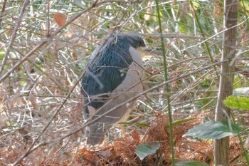 Black-crowned Night Heron Shakujii Park Mon, 1/9/2023