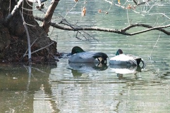 Falcated Duck Shakujii Park Mon, 1/9/2023