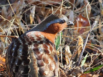 2023年1月9日(月) 小宮公園(八王子)の野鳥観察記録