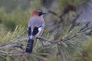 Eurasian Jay(brandtii) 北海道 函館市 東山 Tue, 3/27/2018