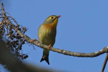 ソウシチョウ 滋賀県甲賀市甲南町創造の森 2023年1月9日(月)