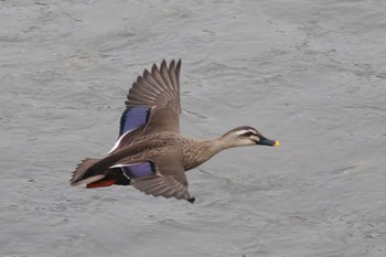 カルガモ 北海道　函館市　松倉川 2018年3月27日(火)