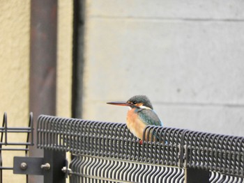 2023年1月8日(日) 垂仁天皇陵の野鳥観察記録