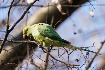 Indian Rose-necked Parakeet Hikarigaoka Park Mon, 1/9/2023