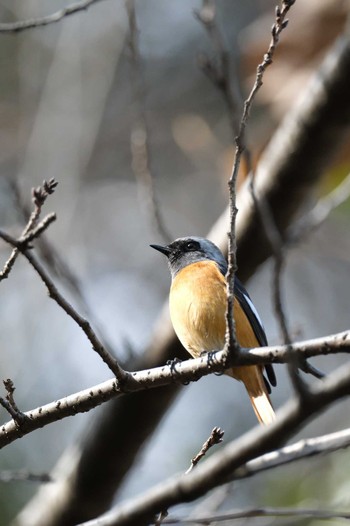 Daurian Redstart 立田山 Mon, 1/9/2023