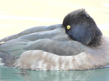 2023年1月9日(月) 荒川河川敷の野鳥観察記録