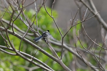 Japanese Tit 牧野が池公園 Tue, 3/27/2018