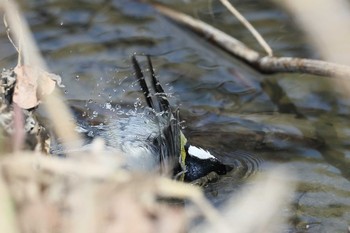 シジュウカラ 牧野が池公園 2018年3月27日(火)