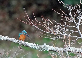 カワセミ 佐鳴湖 2023年1月3日(火)