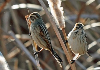 オオジュリン 佐鳴湖 2023年1月3日(火)