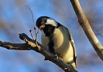 シジュウカラ 佐鳴湖 2023年1月3日(火)