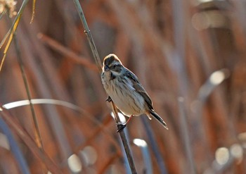 オオジュリン 佐鳴湖 2023年1月3日(火)