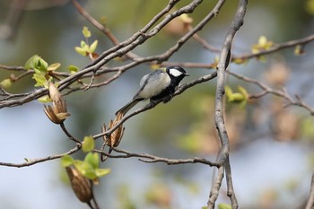 シジュウカラ 牧野が池公園 2018年3月27日(火)