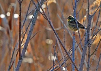 アオジ 佐鳴湖 2023年1月3日(火)