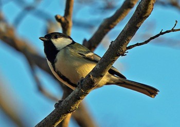 シジュウカラ 佐鳴湖 2023年1月3日(火)