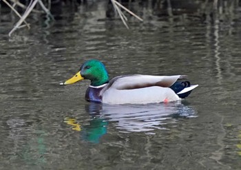 マガモ 佐鳴湖 2023年1月3日(火)