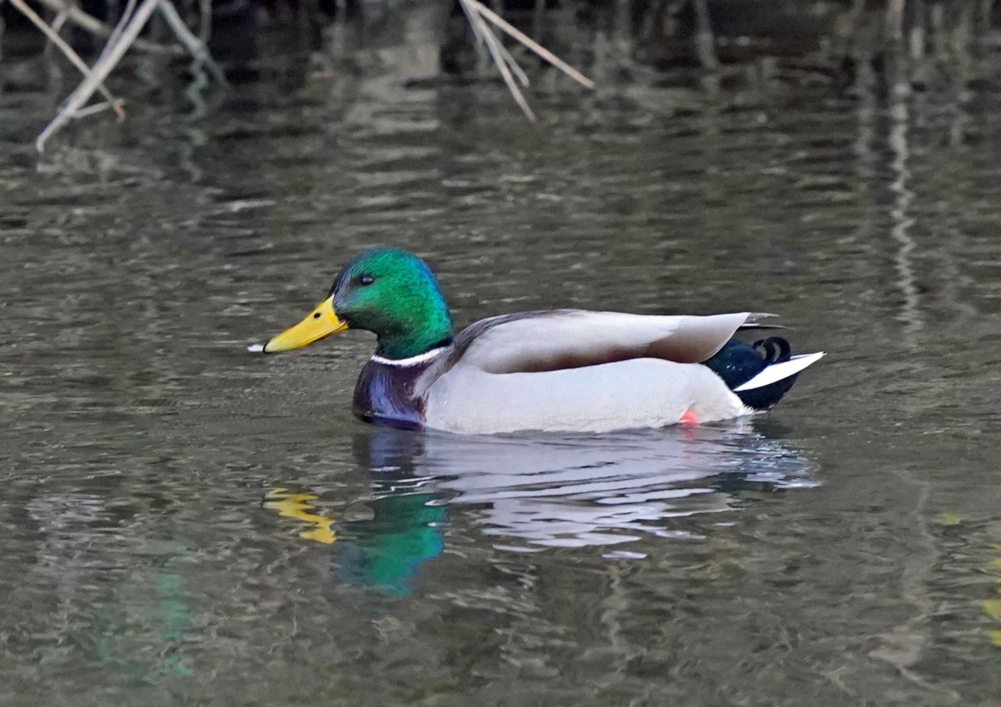 佐鳴湖 マガモの写真 by Chacoder