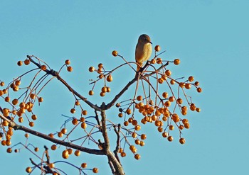 ジョウビタキ 佐鳴湖 2023年1月3日(火)