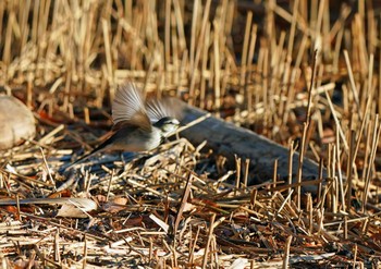 ハクセキレイ 佐鳴湖 2023年1月3日(火)