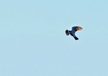 ハイタカ 佐鳴湖 2023年1月3日(火)