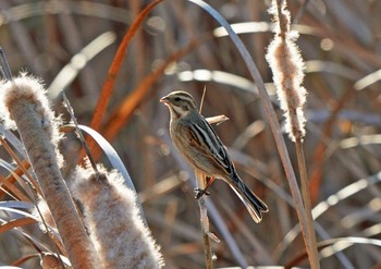 オオジュリン 佐鳴湖 2023年1月3日(火)