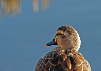 カルガモ 佐鳴湖 2023年1月3日(火)