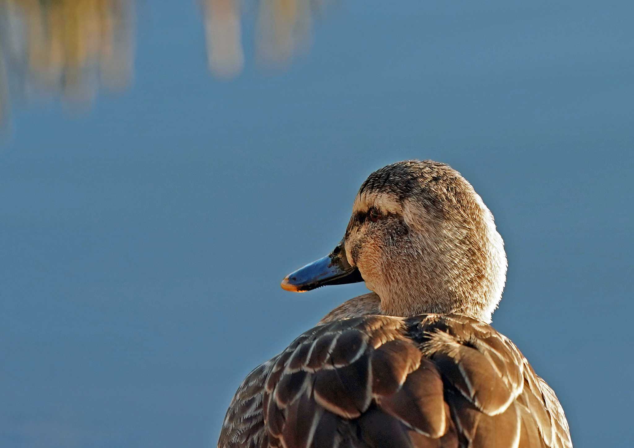 Photo of Eastern Spot-billed Duck at 佐鳴湖 by Chacoder