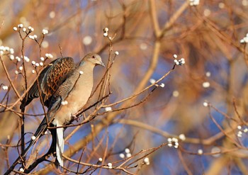 キジバト 佐鳴湖 2023年1月3日(火)