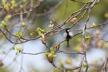 シジュウカラ 牧野が池公園 2018年3月27日(火)