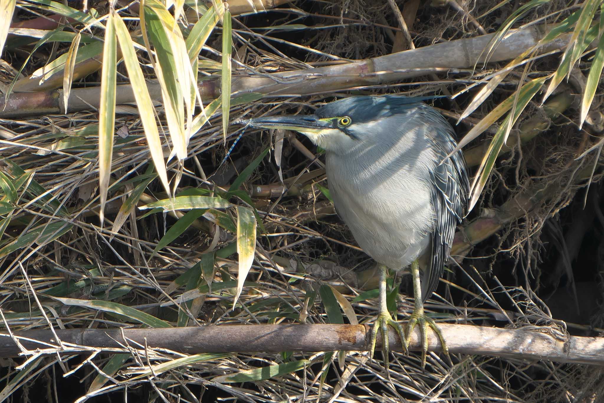 Striated Heron