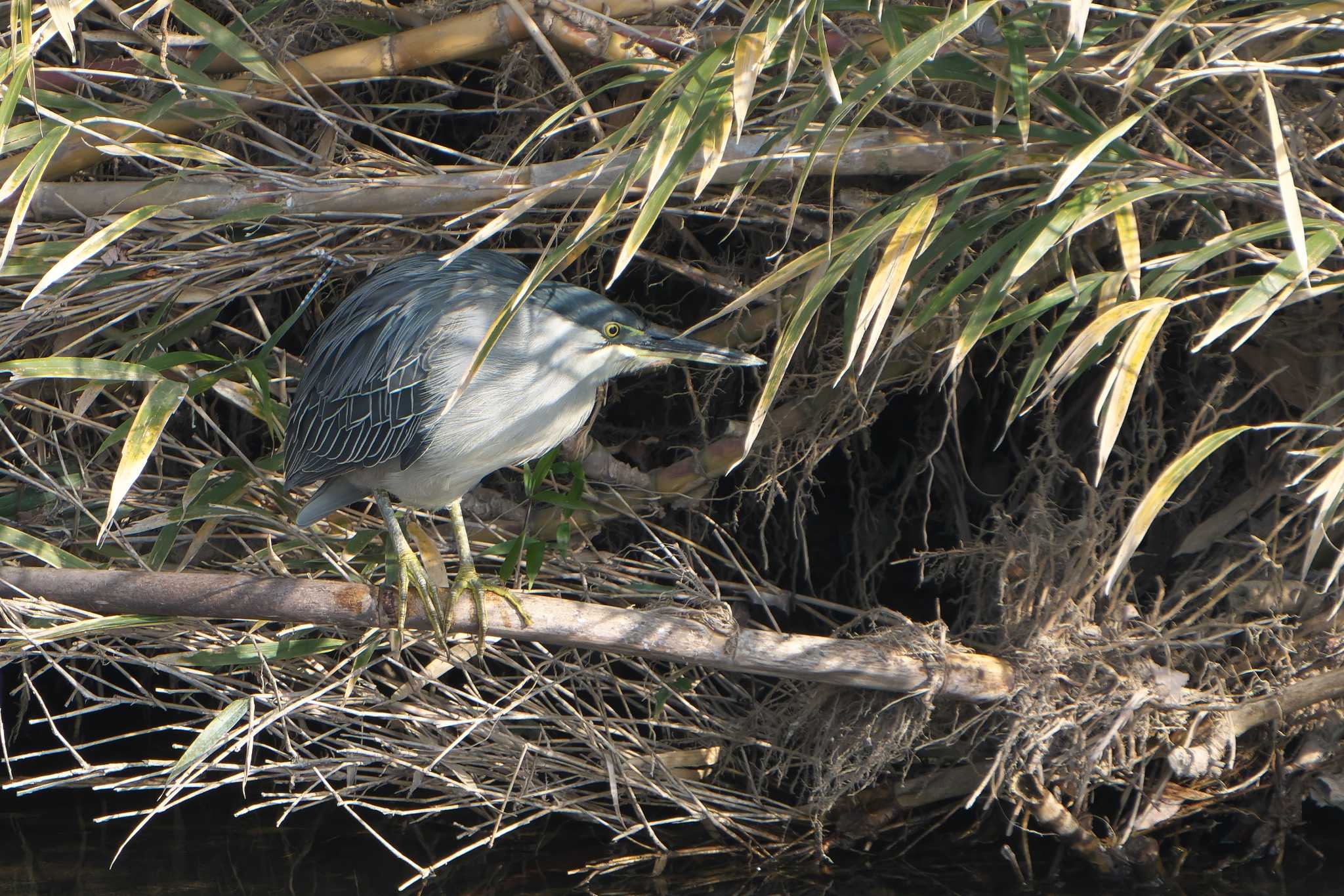 Photo of Striated Heron at 人吉市 by 禽好き