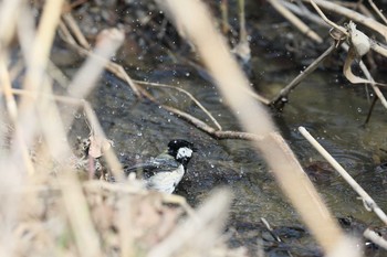 シジュウカラ 牧野が池公園 2018年3月27日(火)