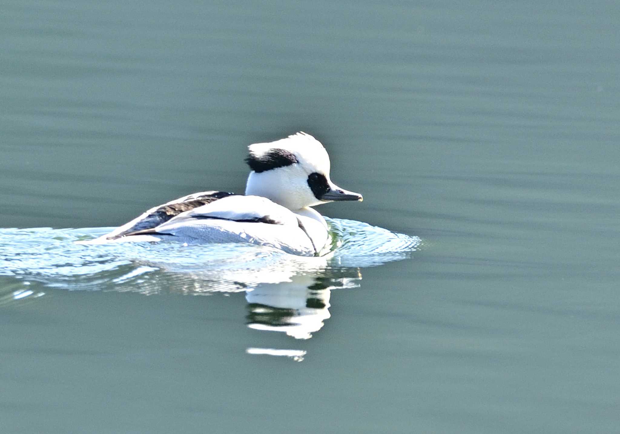 Smew