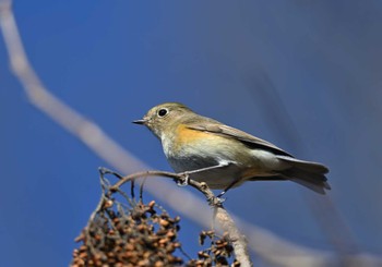 Red-flanked Bluetail 武田の杜 Mon, 1/9/2023