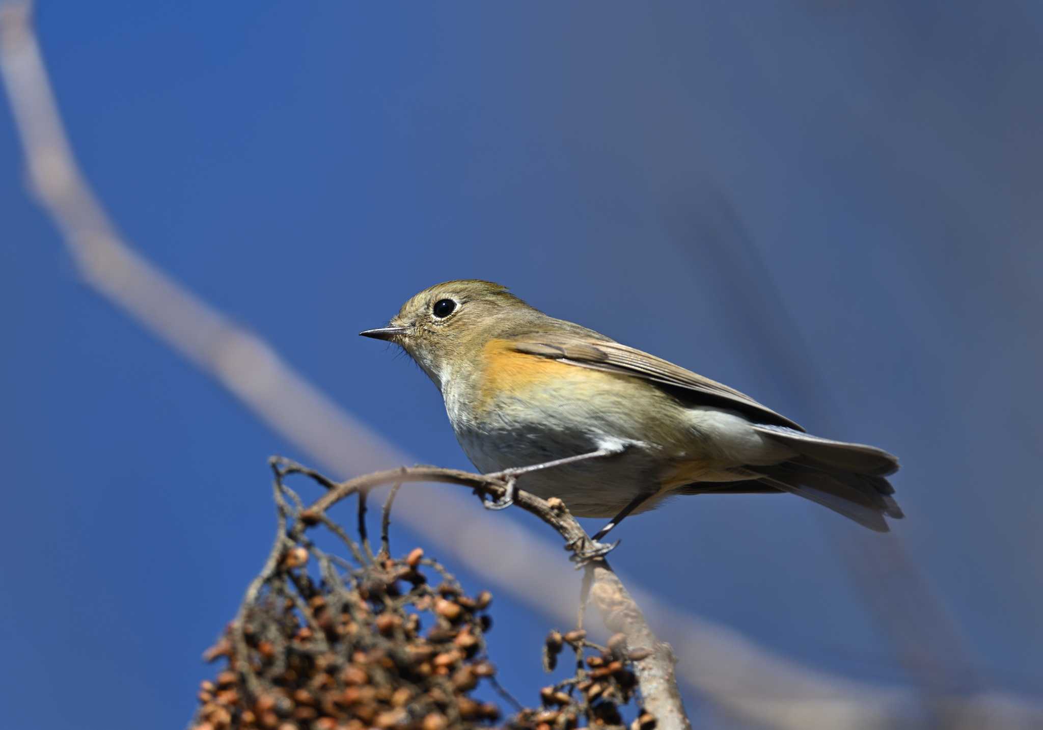 Red-flanked Bluetail