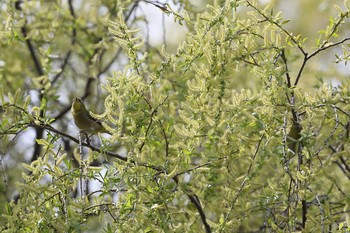 Warbling White-eye 牧野が池公園 Tue, 3/27/2018