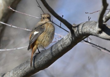 Daurian Redstart 武田の杜 Mon, 1/9/2023