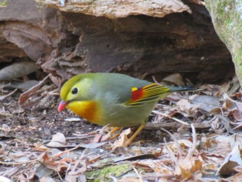 ソウシチョウ 栃木県 2023年1月9日(月)