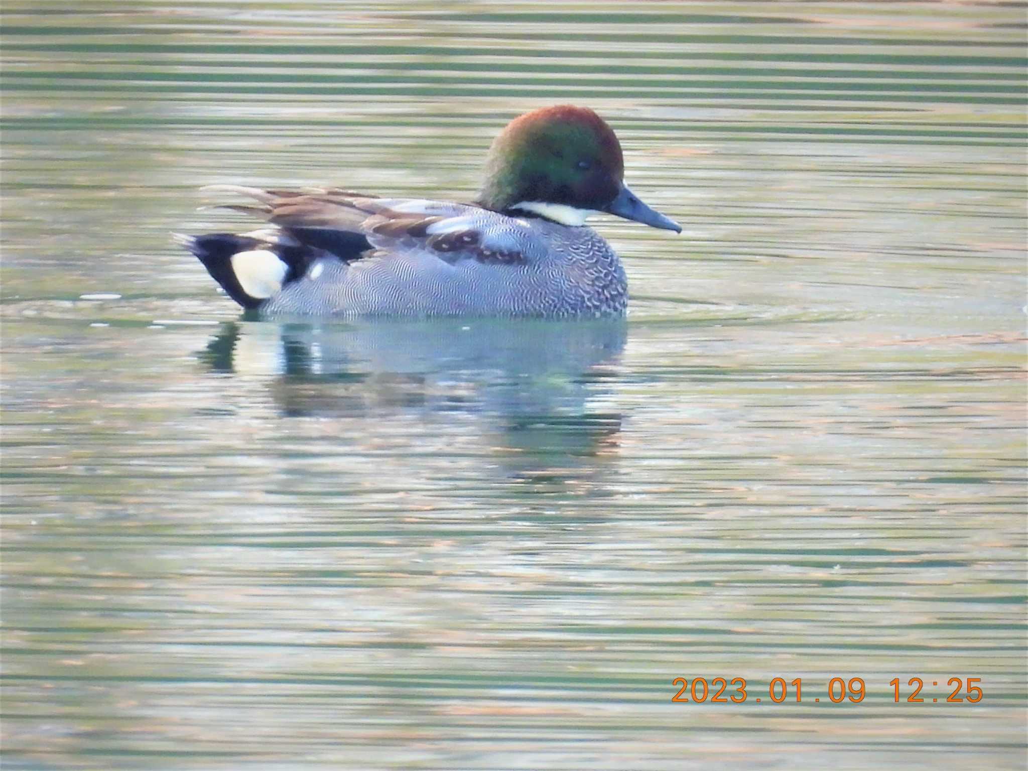 Photo of Falcated Duck at 宇賀溜 by 得正