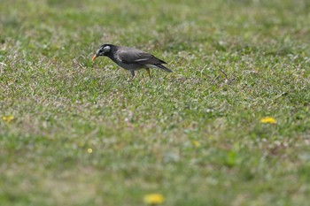 White-cheeked Starling 牧野が池公園 Tue, 3/27/2018