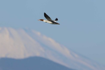 2023年1月9日(月) 相模川の野鳥観察記録