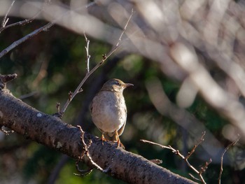 Pale Thrush 横浜市立金沢自然公園 Mon, 1/9/2023