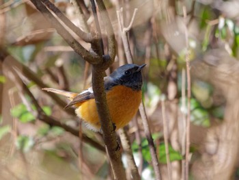 Daurian Redstart 横浜市立金沢自然公園 Mon, 1/9/2023