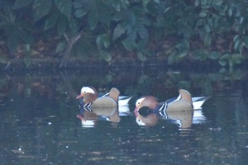 Mandarin Duck Shinjuku Gyoen National Garden Mon, 1/9/2023